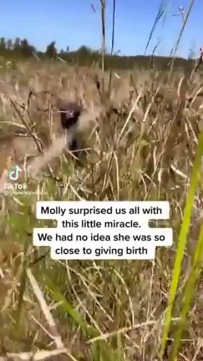 From r/HumansBeingBros