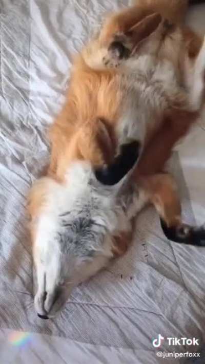 Un Zorrito Para Ustedes &amp;lt;3❤️