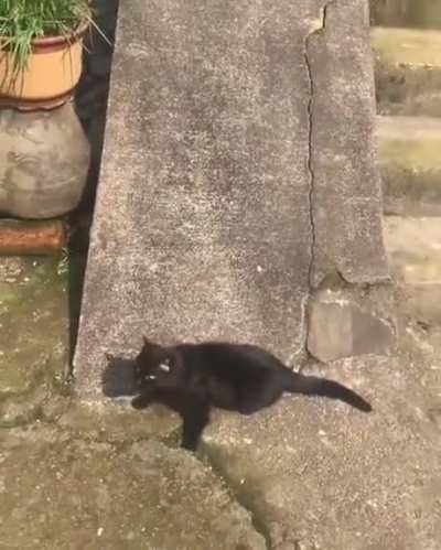 This cat is having fun.