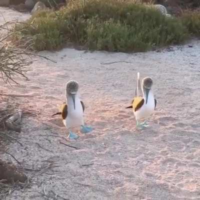 NewshoesBirbs