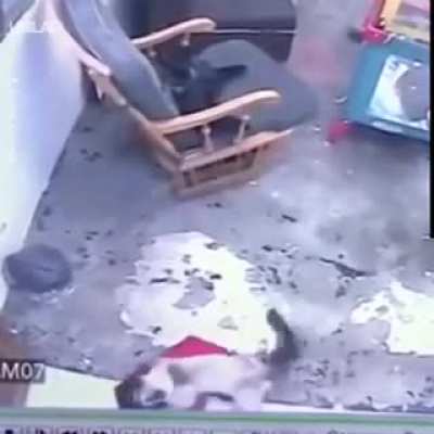 Cat blocks and prevents a baby from crawling to a fatal fall down some stairs