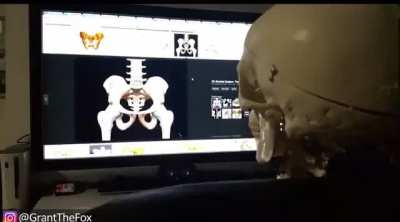 Skeleton wildin