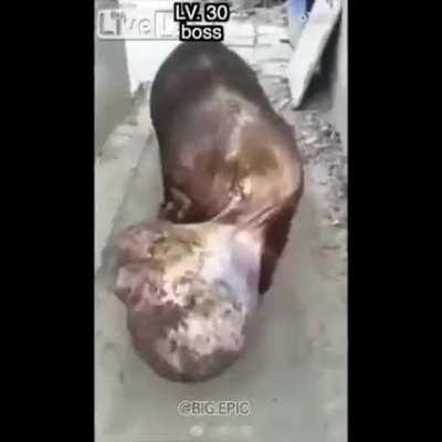 Cursed_balls