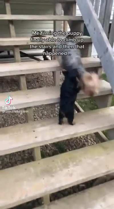 what the dog doing