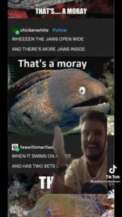 That&rsquo;s a moray