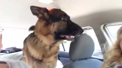 German Shepherd suddenly realizes he is at the vet