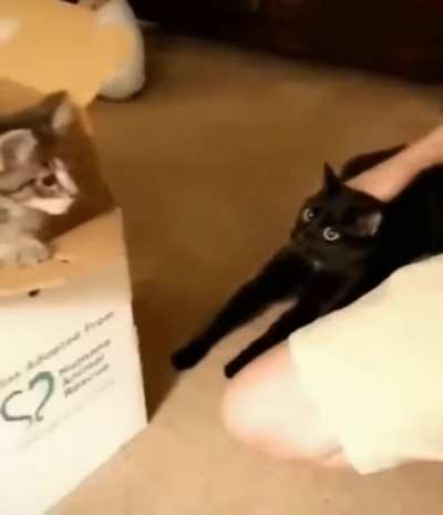 "how did you get in there?"