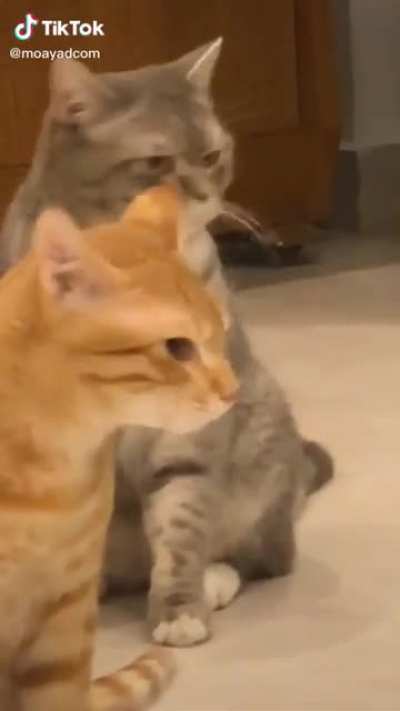 OP said the cat was fine and they&rsquo;re just over dramatic