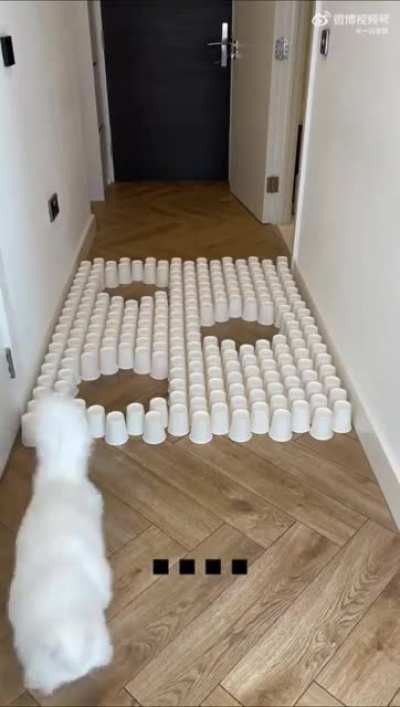 Crazy Cat Challenge