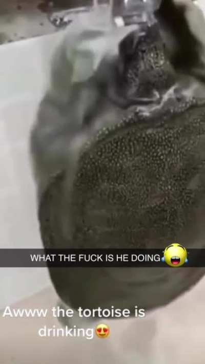 mf turtle