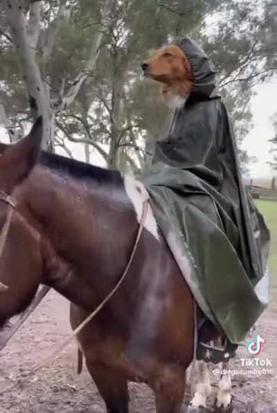 AOT - Un chien a rejoint le bataillon d&rsquo;exploration