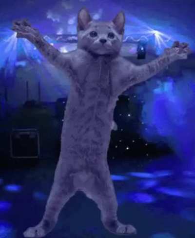 Dancing cat 