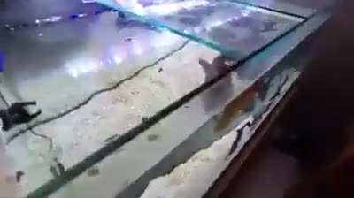 mussolini has been a very bad fish