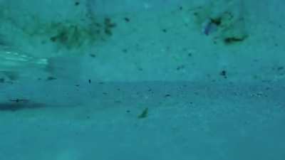 The White-Spotted Pufferfish, known for its courtship display which involves creating large, geometric circles in the sand.