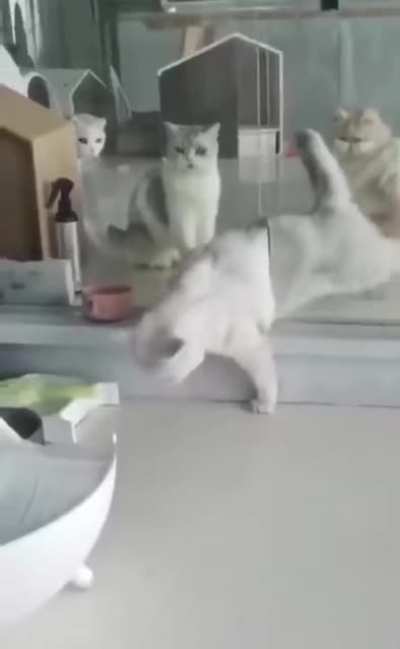 The other cats