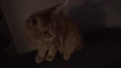 my cat said he didn’t like big chungus