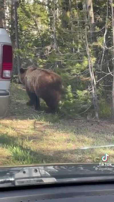 I kinda wanna pet one.