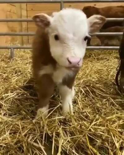 🥰 Cuteness.