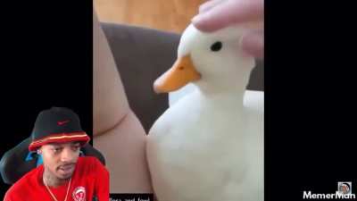 &ldquo;Oh I didn&rsquo;t know those type of ducks still exist anymore, I thought they were extinct&rdquo; 😂💀