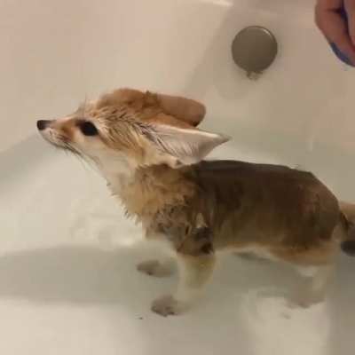 Yay foxxo bath