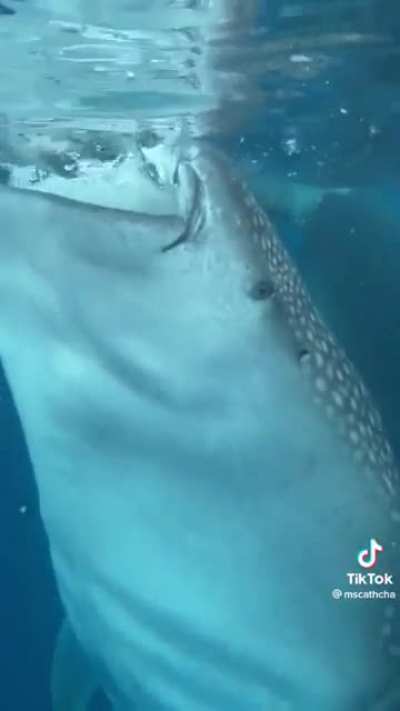 Whale Shark Comes Near The Boat