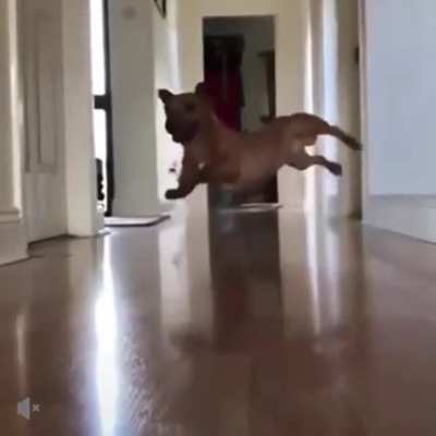 The original post was deleted so I am reposting this. I don&rsquo;t want to lose this precious video.