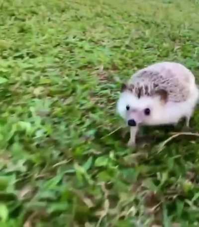 I am speed hog.