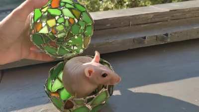 Little dragon baby!