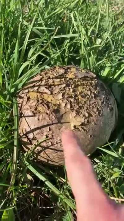 forbidden bread