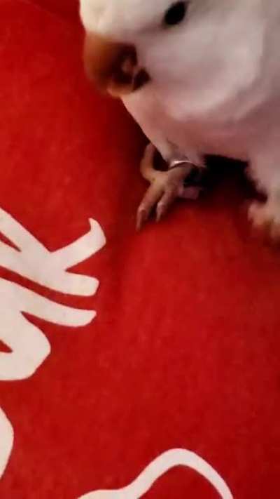 When your bird says "peekaboo" and preemptively does the laughing for you