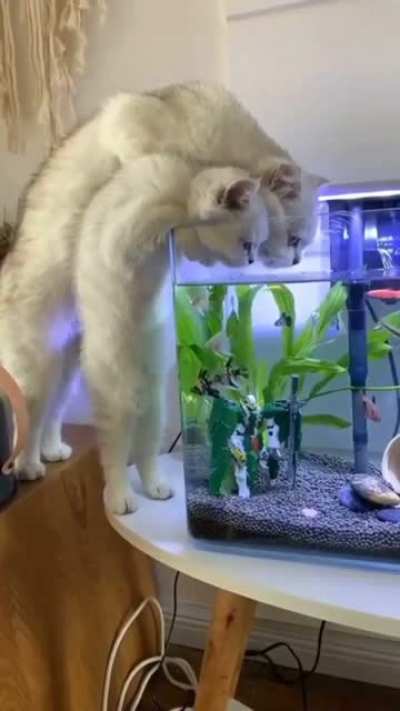 Котики