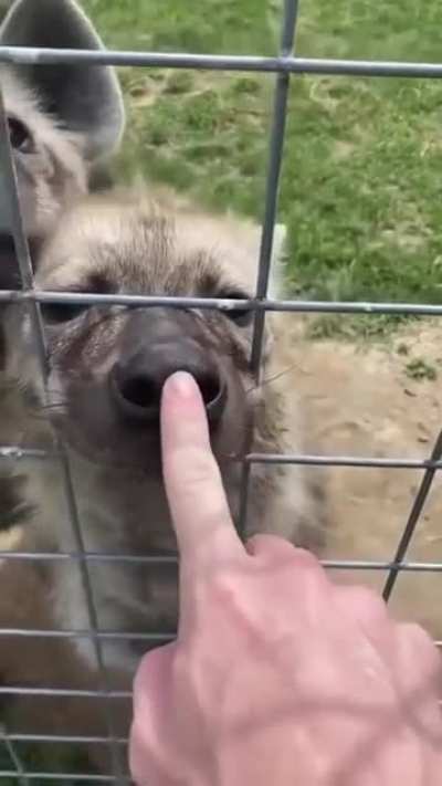 Booping a lion
