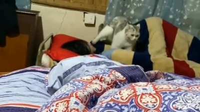 to kiss the cat