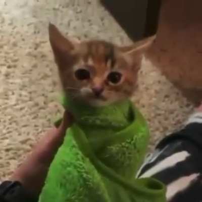 The cat wants to be free