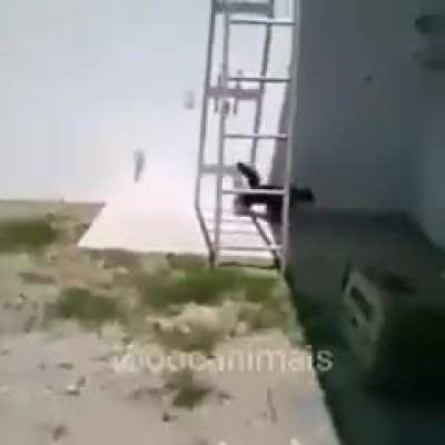 Um verdadeiro ninja