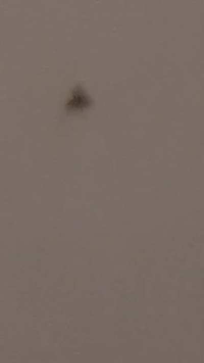 The bug on the wall