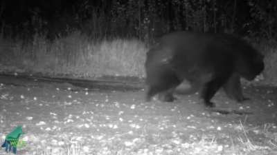 🔥 This absolute unit of a bear spotted in Minnesota definitely looks ready to hibernate 🔥