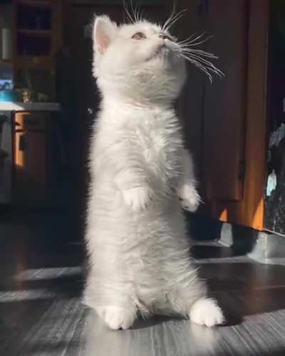 Munchkin kitty standing up in slo-mo!