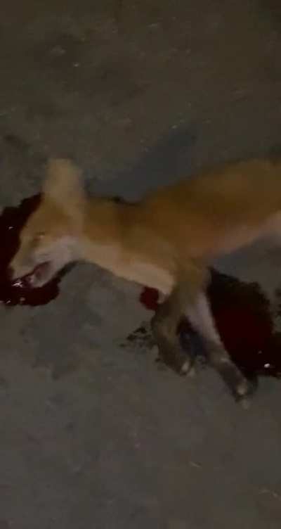 Outfoxed