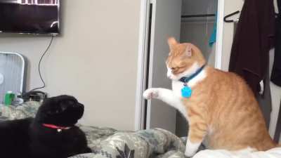 The fastest paw in the wild west