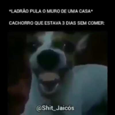 Cuide dos nossos dogs