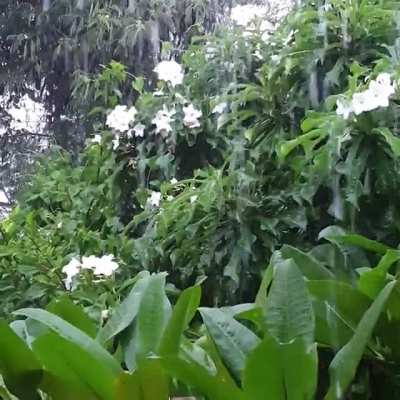 Plumeria trees