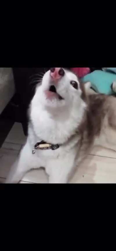 Perfectly cut husky