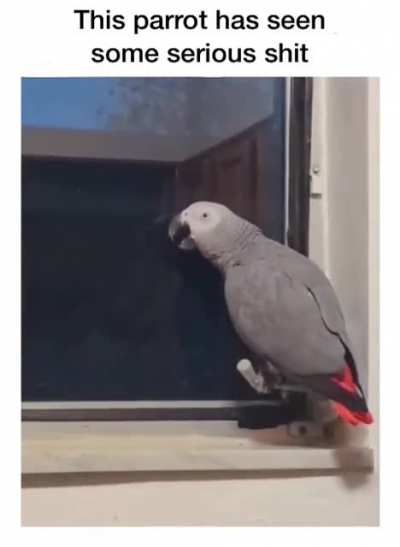 That&rsquo;s one nasty parrot
