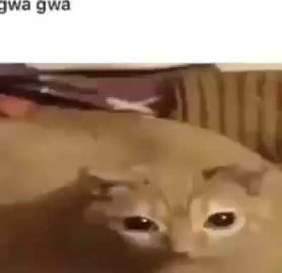 gwa gwa