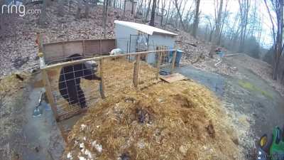Pigs scare off Bear