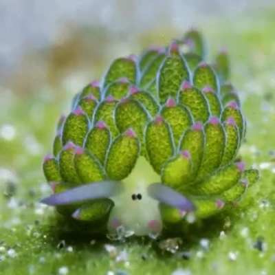 The Costasiella kuroshimae, also known as the &lsquo;leaf sheep&rsquo; sea slug found near Japan can store small amounts of chlorophyll into their bodies, producing energy in a process called kleptoplasty.