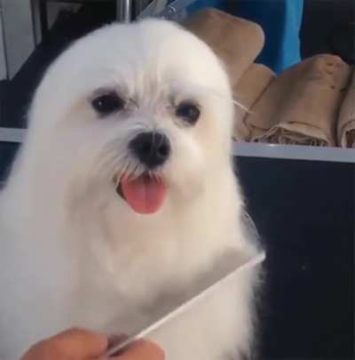 Brushy brushy