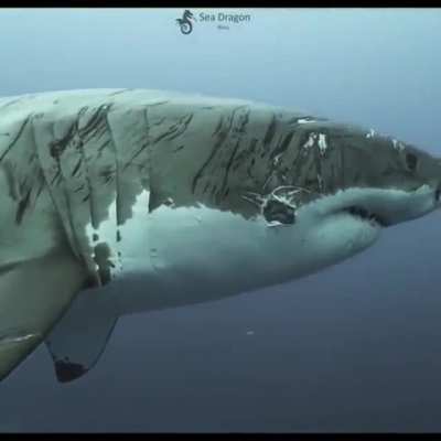 The scars of a veteran great white player