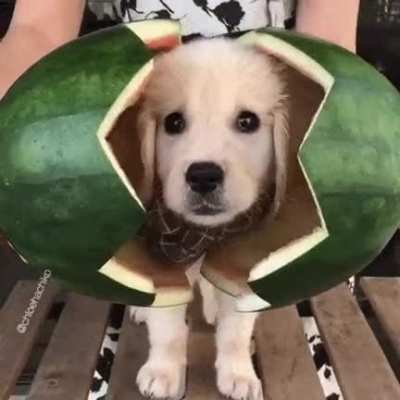 I like watermelon now